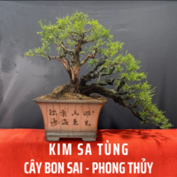Kimsatung website