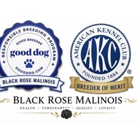 Blackrosemalinois (Blackrosemalinois)