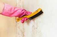 Prairie Mold Experts
