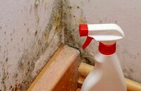 America's City Mold Inspections