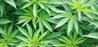 BUY CBD ONLINE