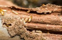Beaver Lake Pest Control
