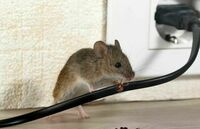 Belle Terre Park Pest Control