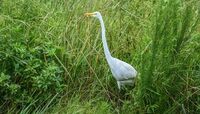 Big Wildlife Co