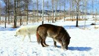 Alpaca Wildlife Control Experts