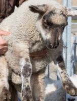 Buttonwood Farm Wildlife Experts