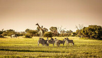 Butterpot Wildlife Control Experts