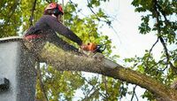  Hawkeyes Tree Service