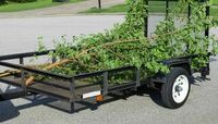 Bluff City Tree Services