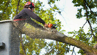 Capital of Dreams Tree Service