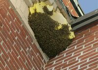 Beetles Exterminator