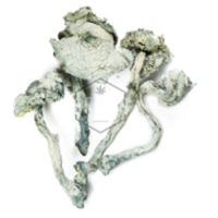 Buy Magic penis envy mushrooms online in Canada