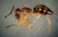 Ants Exterminators