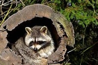 Affordable Squirrel Removal and Raccoon Removal Cost Toronto 2022