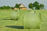 buy hay in bulk