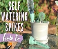 Amazon.com: Reifier 10-Pack Natural Self Watering Spikes