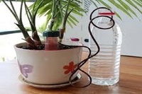 Amazon.com: Reifier 10-Pack Natural Self Watering Spikes