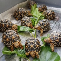 backwaterreptilesandlizardsmonitor