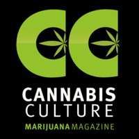 Cannabis Culture