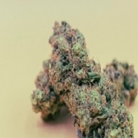 cannabissupply420